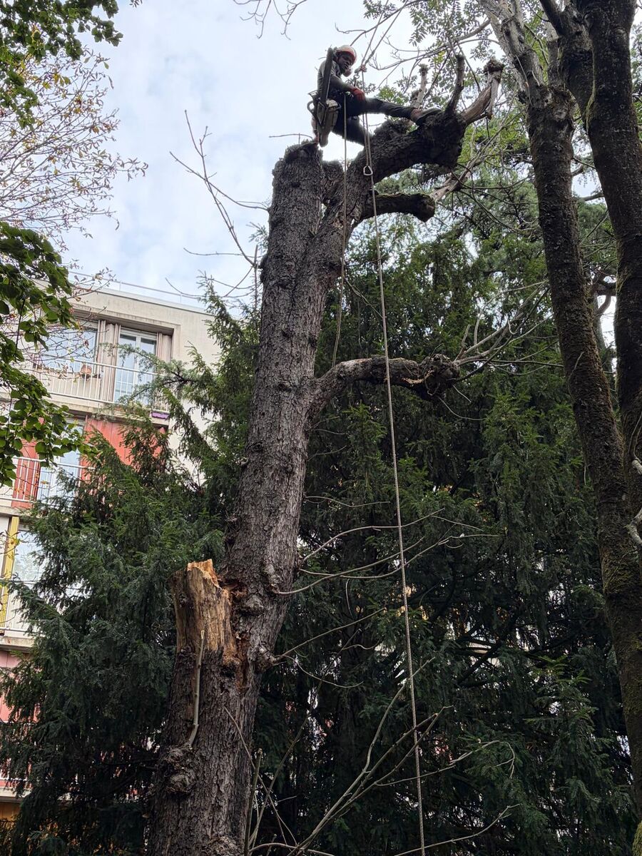 Élagueur-grimpeur de STS Arbres et Jardins en intervention dans un arbre